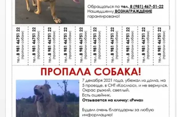 Собаки потеряшки, Калининград, фото: Потеряшка собака в СНТ 