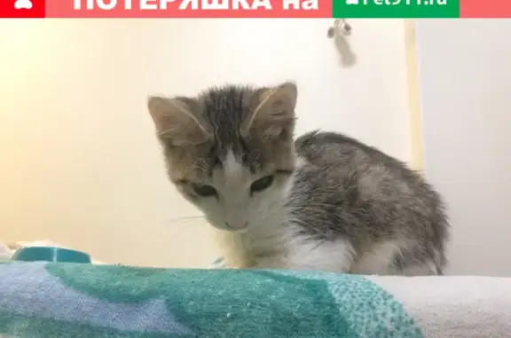 Найдены кошка и котенок на Волоколамском шоссе, Москва
