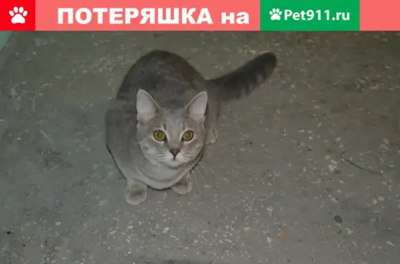 Найдена кошка на Циолковского 1А