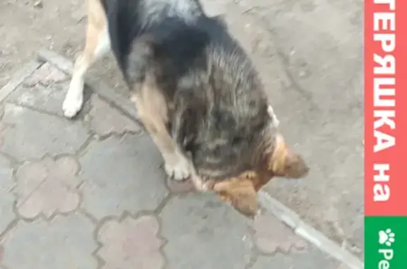 Найдена собака на Ново-Астраханской 33