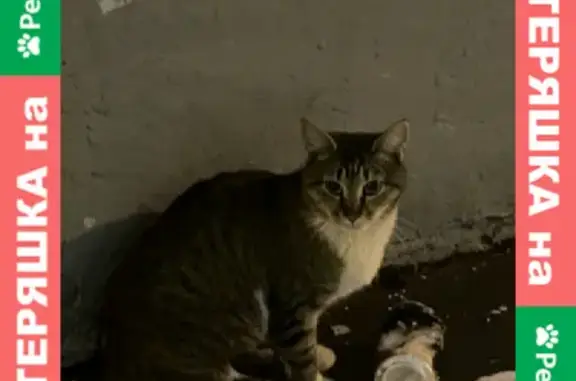Найдена кошка на 2-й Тверской-Ямской