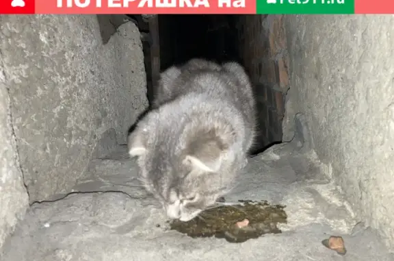 Найдена кошка на ул. Карпинского 44А в Пензе