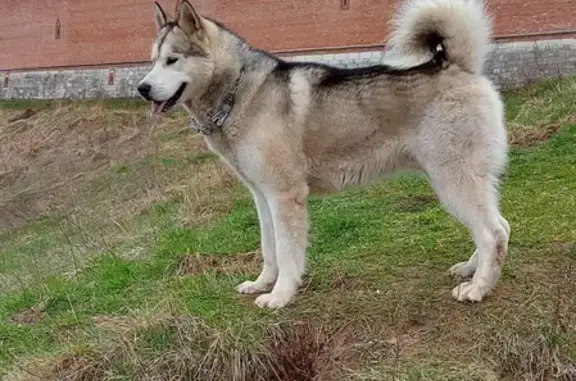 Пропала собака в Смоленске: аляскинский Маламут, ул. Московский Большак, 55А