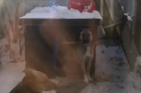 Пропала собака в СНТ Импульс, Нижняя Ельцовка, Советский район