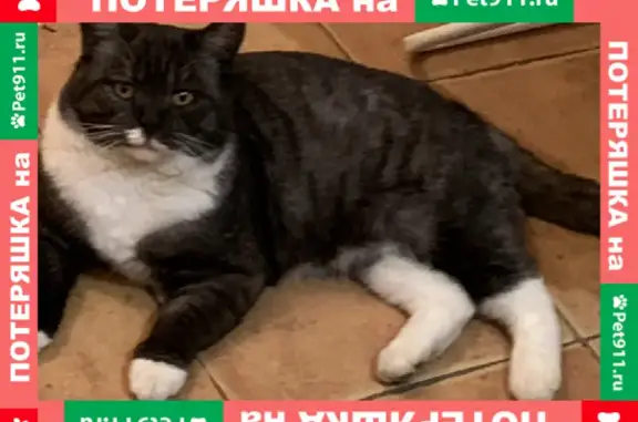 Пропал кот Вася в КП Еремино-2, Мытищинский район