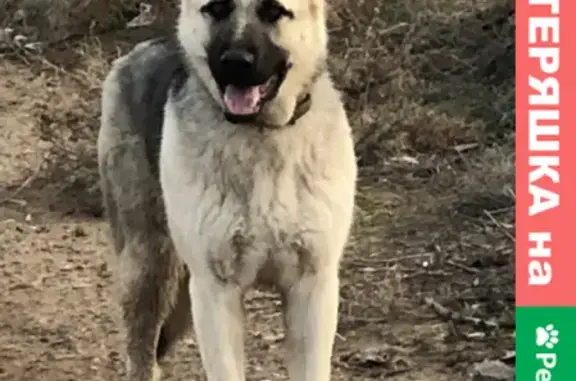Найдена собака в Мичуринце за кладбищем