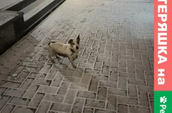 Найдена собака на Солнечной, 30 в Самаре