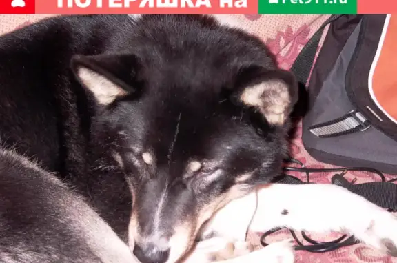 Пропала собака в Всеволожском районе, вознаграждение за возврат.