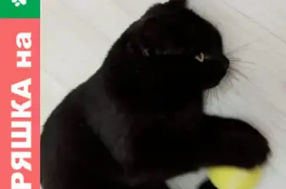 Кошки потеряшки, Санкт-Петербург, фото: Потеряшка кошка Мурзик, переулок Суворовцев, 2, Петергоф