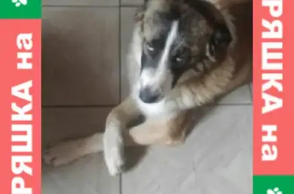 Пропала собака в Турынино, рыжий окрас с белым и тёмным хвостом.