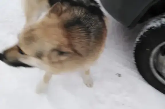 Найдена собака на улице Клюева, 3 в Томске