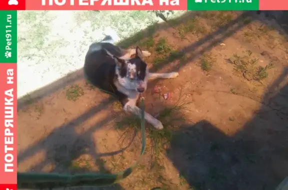 Собаки потеряшки, Нижний Новгород, фото: Потеряшка собака Скай около Лунского озера