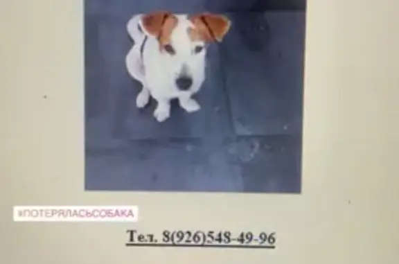 Пропала собака Мальчик в Новогиреево, Москва
