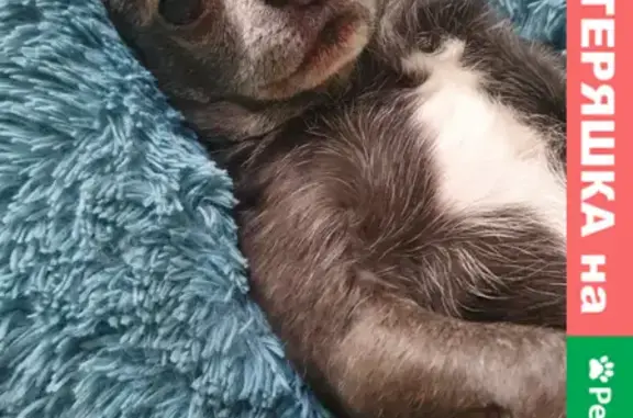 Собаки потеряшки, Санкт-Петербург, фото: Потеряшка собака Кокос на Дворцовой площади