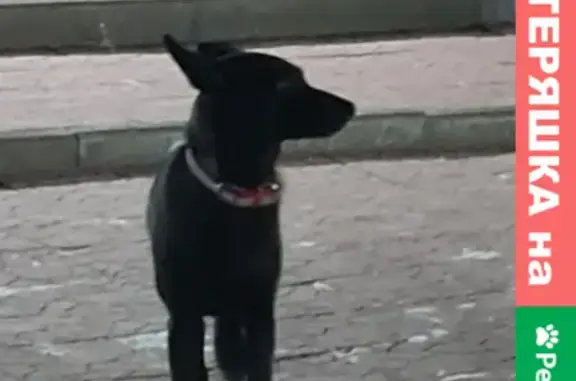 Собака возле Депо 205 на ул. 40 лет Октября, Ангарск