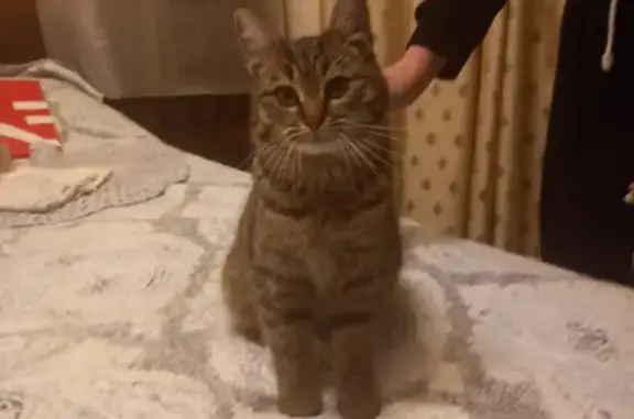 Найдена молодая кошка в Москве