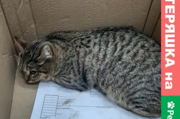 Найдена кошка на Московском проспекте, 114 в Воронеже