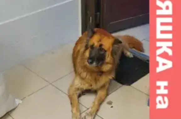 Собака найдена возле магазина Озон на улице Дмитриевой 2а