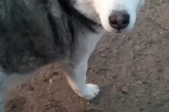 Пропала собака Хаски по Нижне-Набережной в Кореновске