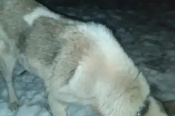 Собака найдена на Газетной 13 в Нижнем Тагиле.