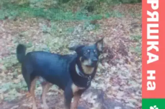 Пропала собака Марта в парке ЛеснаяПоляна, ищем на улице Лесная Опушка, Щёкино.