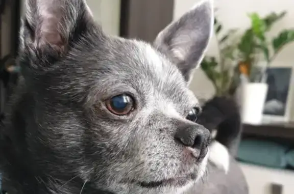 Собаки потеряшки, Санкт-Петербург, фото: Потеряшка собака на Боткинской, вознаграждение 10 000