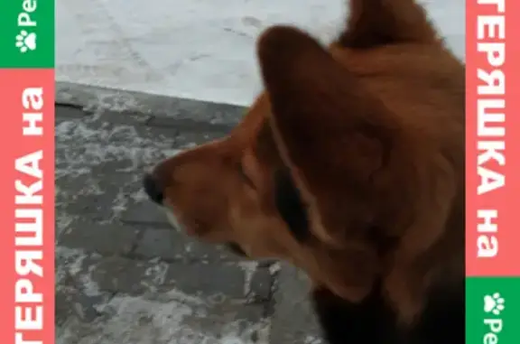 Найдена собака в Кременках на улице Победы