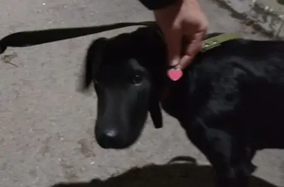 Пропала собака на улице Зорге, Ростов-на-Дону