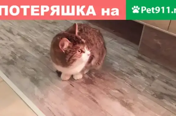 Найдена домашняя кошка в СНТ Шелухово, Нижегородская область