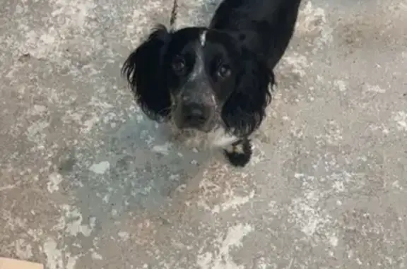 Собака найдена на Дворцовой площади