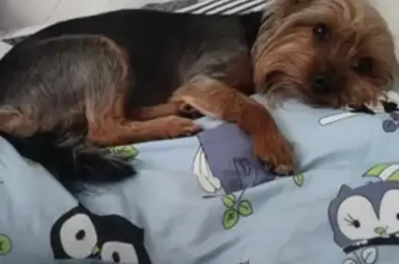 Собаки потеряшки, Нижний Новгород, фото: Потеряшка собака Ева, п. Мостоотряд, Нижний Новгород