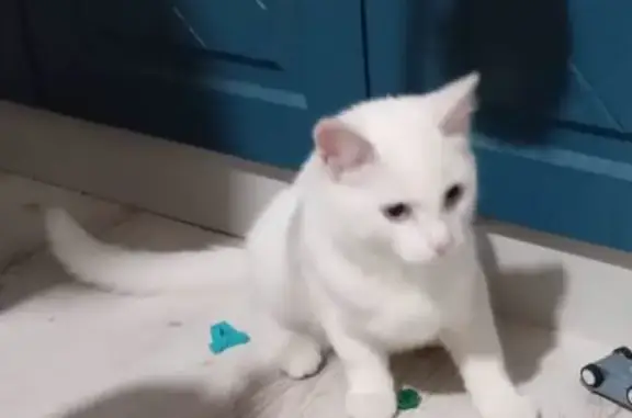 Пропала белая кошка в Зональненском поселении