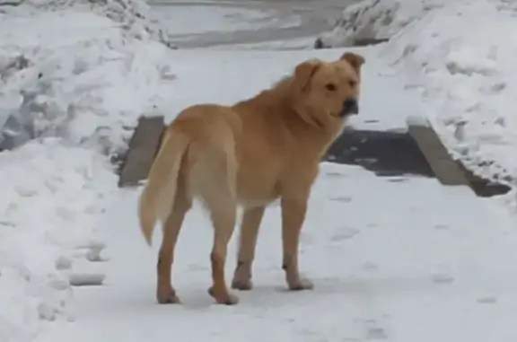 Собака найдена на Бойцовой улице, Москва