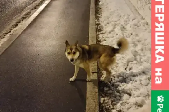 Найдена собака, метро Тульская, Холодильный переулок, Москва