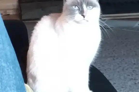 Кошки потеряшки, Санкт-Петербург, фото: Потеряшка кошка в Санкт-Петербурге.