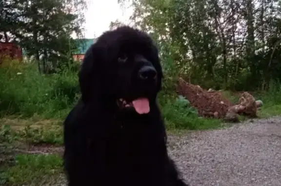 Пропала собака Малой на ул. Гусарова, Красноярск