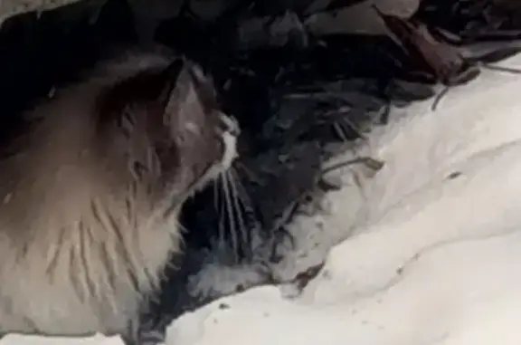 Найдена кошка на Высоцкого 10 в Екатеринбурге