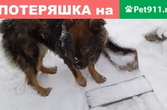Найдена породистая собака на Чулымской улице
