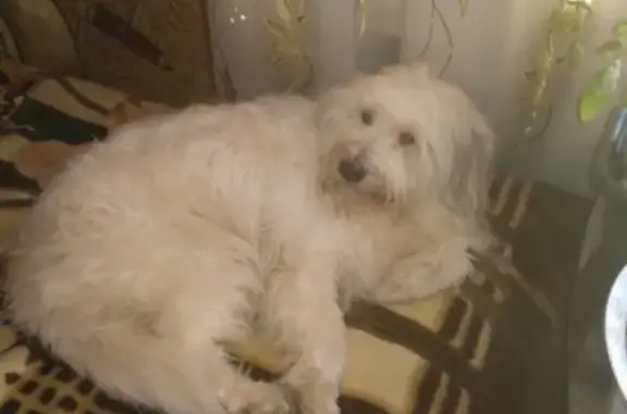 Пропала собака Терри на Ленинградском шоссе, г. Выборг.