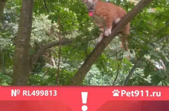 Пропала кошка Котенок с адресником в Лосево, Приозерский район