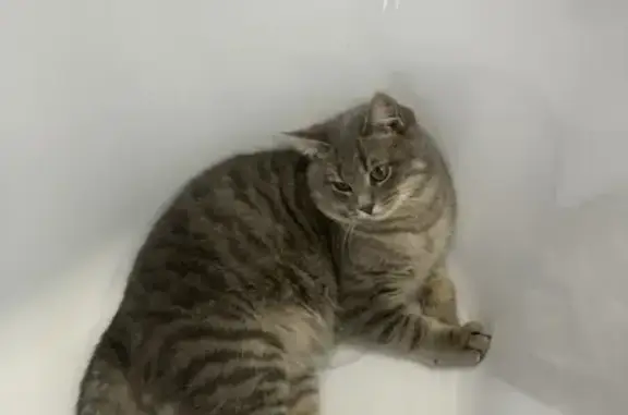 Кошки потеряшки, Тверь, фото: Потеряшка котенок Лео на 1-й Суворова, 13 в Твери