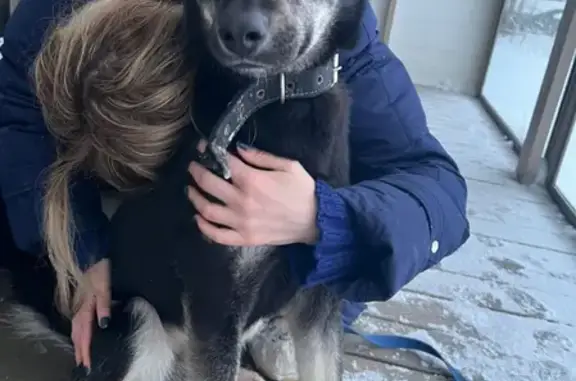 Найдена собака в Хованском: девочка с поводком.