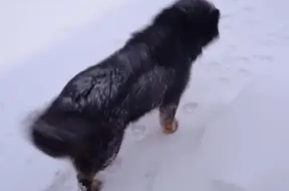 Найдена собака в Шопшинском поселении