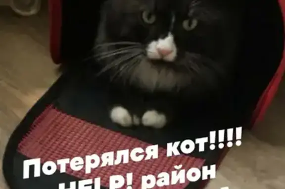 Пропала кошка на ул. Генерала Костенко 58А в Ельце.