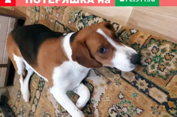 Пропала собака Бим в Спассе, Московская область