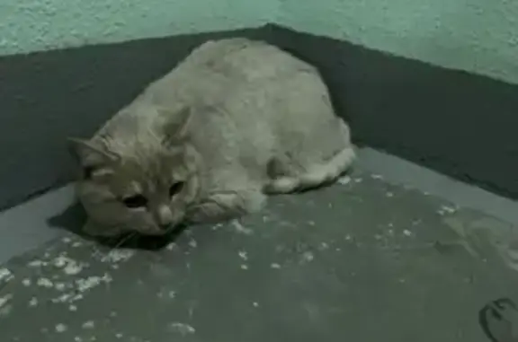 Найдена домашняя кошка в Солнцево, ул. Богданова