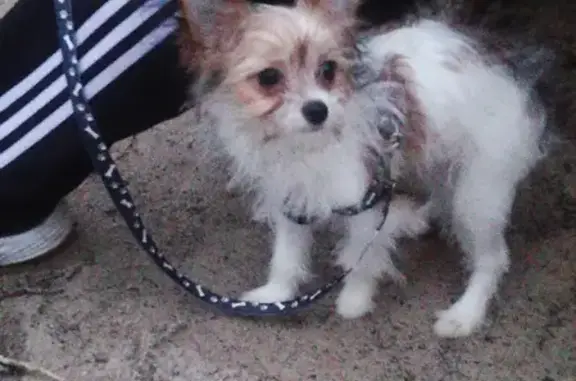 Найдена маленькая собака в Дзержинском районе