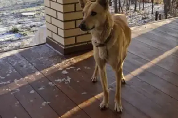 Найдена собака возле новой больницы в СНТ Дружба, Саратов