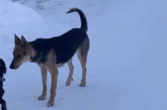 Найдена собака в Новошино-2, ищем хозяев.