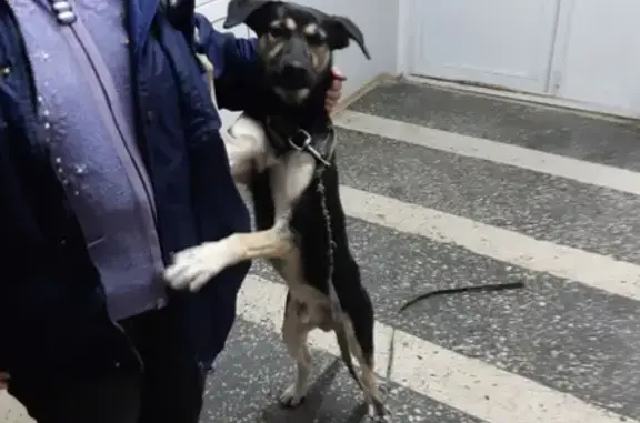 Найдена собака на Комарова 10